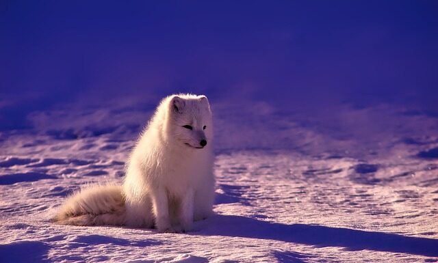 Czy w Norwegii są oceny?