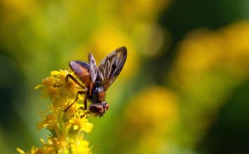 Co to fazą stacjonarna?