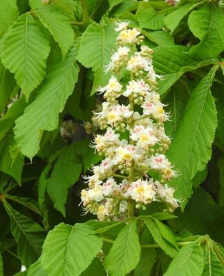 Czy trzeba mieć maturę żeby iść na studia w Niemczech?