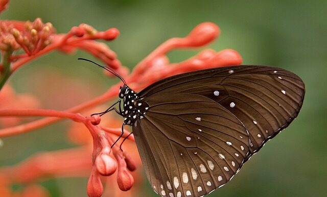 Ile rdzeni do renderowania? Ile rdzeni do renderowania?